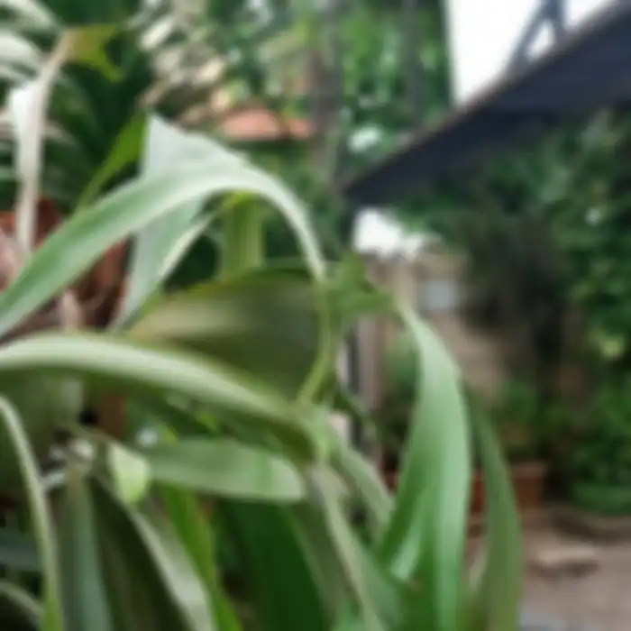 Hasil foto Infinix Zero 5