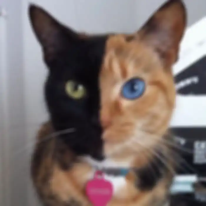 Kucing dengan motif bulu unik