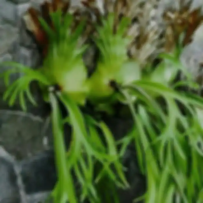 Paku tanduk rusa.