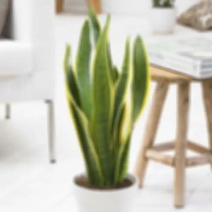 Ilustrasi sansevieria