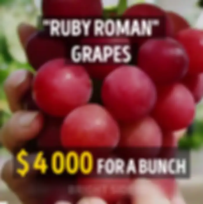 Anggur Ruby Roman