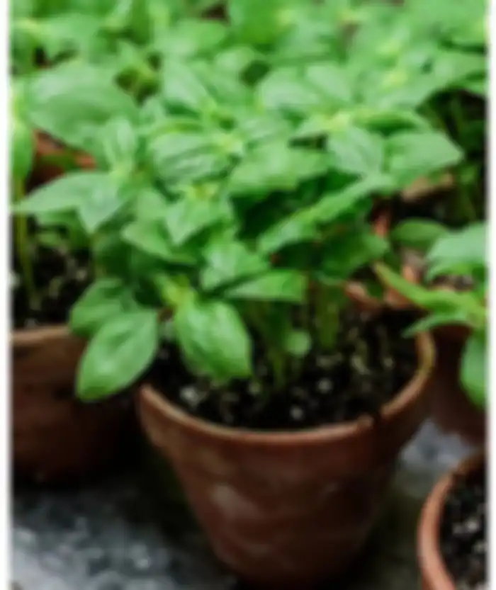 Daun kemangi