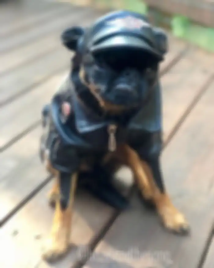 Chico, anjing yang viral karena mempunyai wajah songong.
