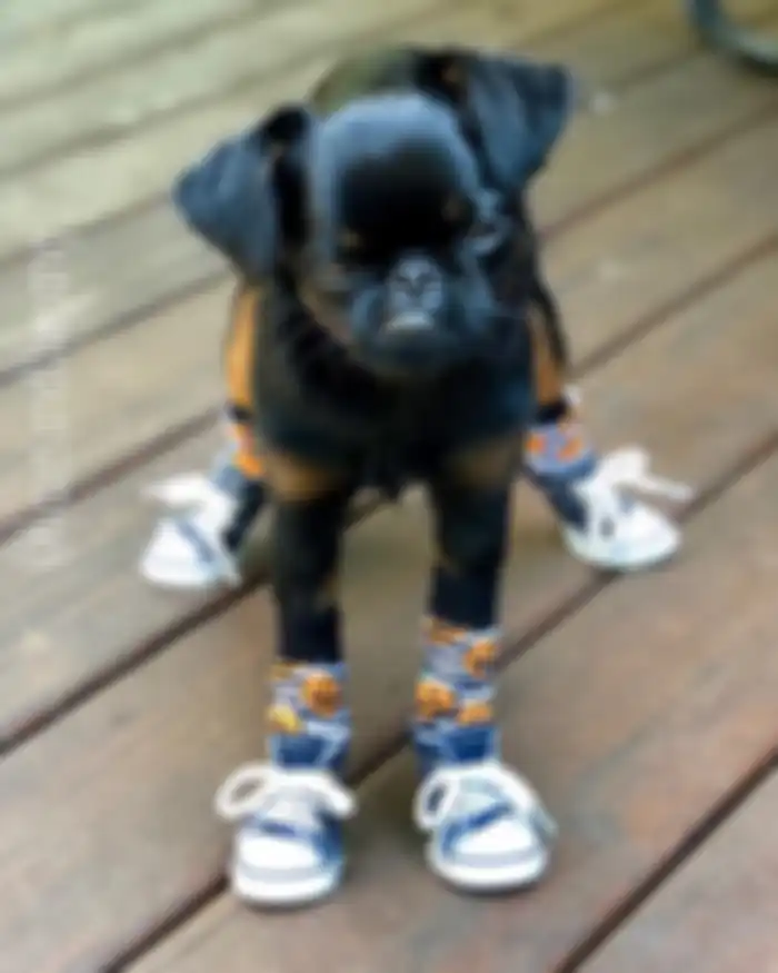 Chico, anjing yang viral karena mempunyai wajah songong.