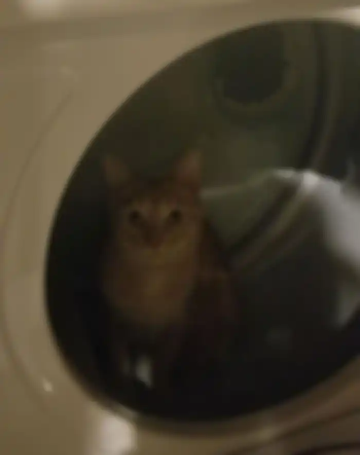 Tempat persembunyian kucing