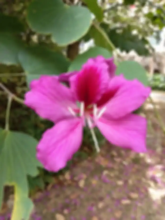Hasil foto Xiaomi Redmi 5 Plus