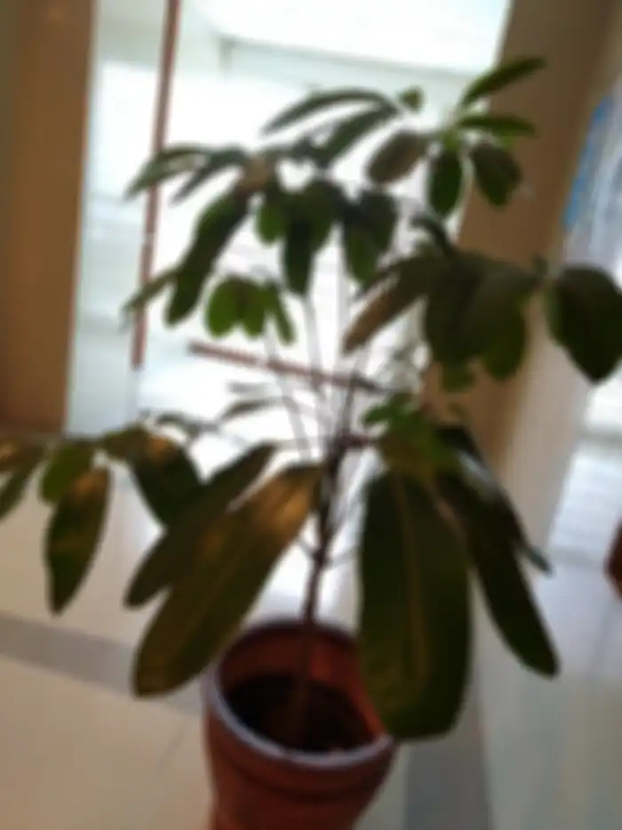 foto indoor backlight