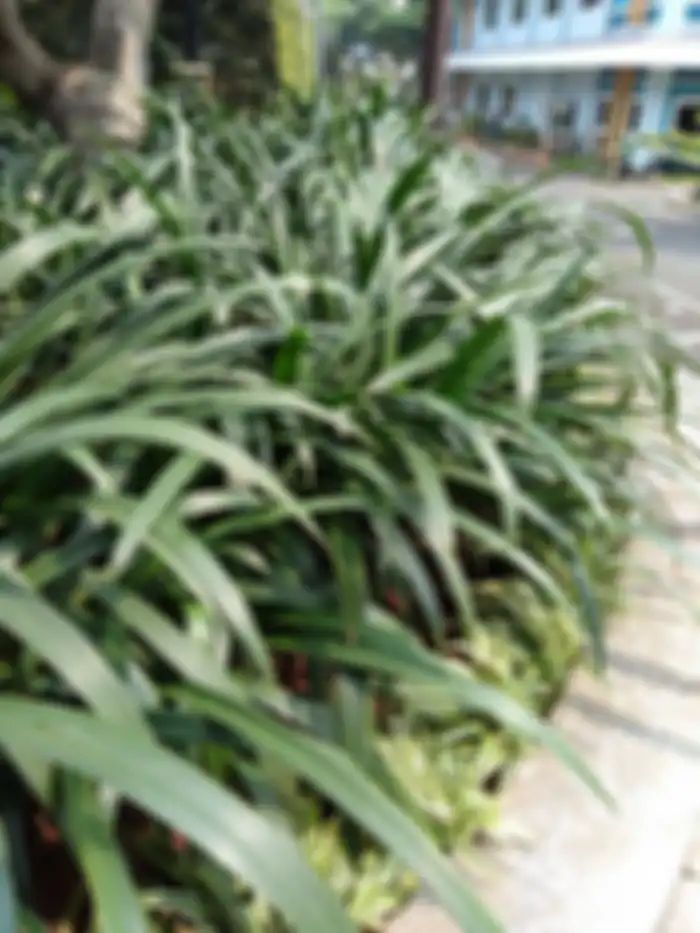 foto outdoor