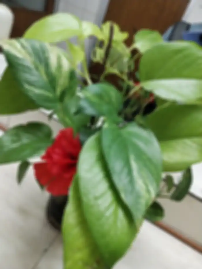 Vivo V11 Pro - hasil foto makro indoor