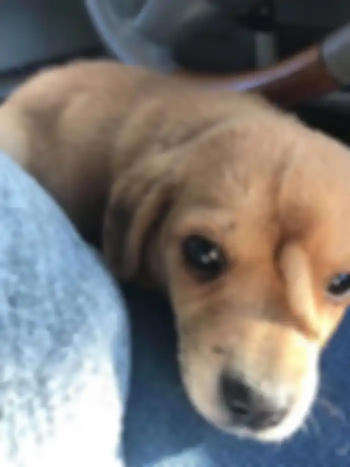 Narwhal, anak anjing yang viral karena punya ekor di jidat.