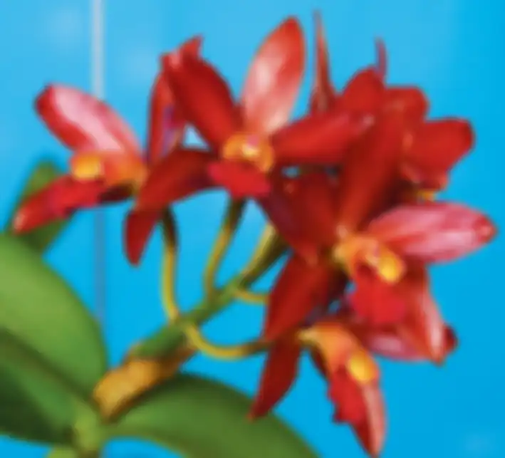 Hasil silangan dari spesies cattleya yang bunganya harum.