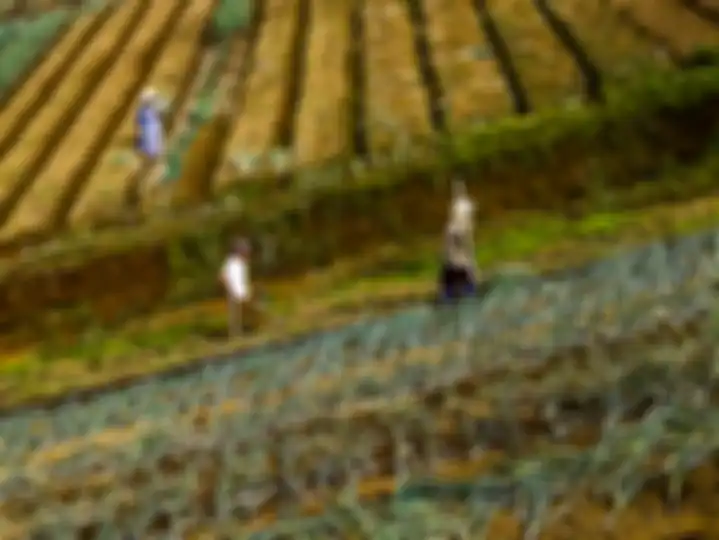 Para petani bekerja di ladang di Kampung Sarongge, Jawa Barat. Seiring dengan penghijauan kembali ar