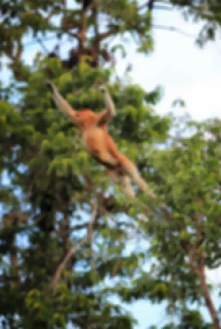 Bekantan (Nasalis larvatus) merupakan salah satu primata endemik Pulau Kalimantan
