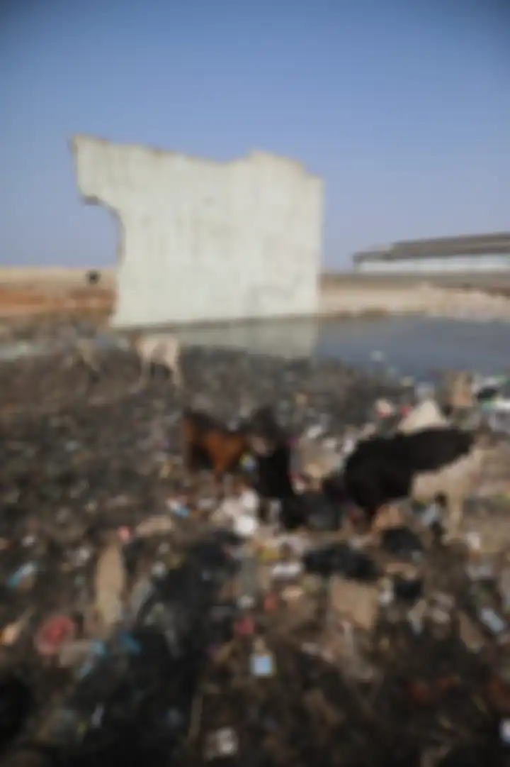 Kambing mencari makan di antara tumpukan sampah di Kampung Bengek di kawasan Muara Baru, Penjaringan, Jakarta Utara, Senin (2/9/2019). 