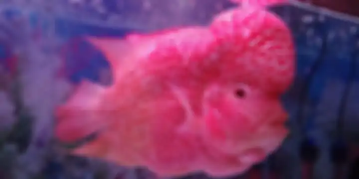Ikan Louhan