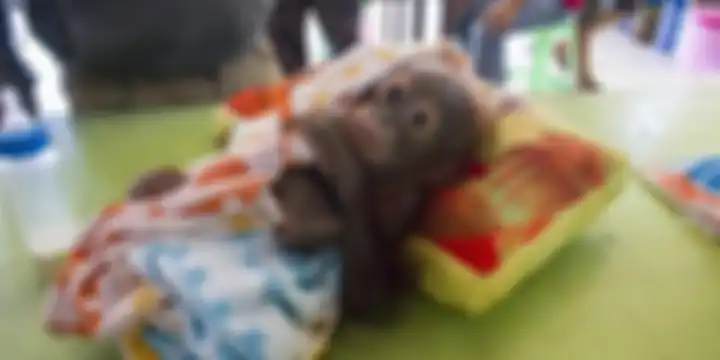 Kondisi bayi orangutan (Pongo Pygmaeus) saat diselamatkan oleh petugas dari IAR dan BKSDA SKW I di D