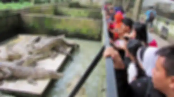 Penangkaran Buaya - Pengunjung menyaksikan buaya di penangkaran buaya Asam Kumbang, Medan, Sumatara Utara, Sabtu (26/12). Sebagian besar pengunjung penangkaran buaya Asam Kumbang merupakan warga Kota Medan. Destinasi dalam kota menjadi alternatif saat liburan akhir tahun karena biaya yang murah dan