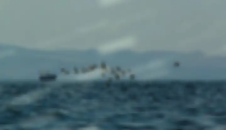 Burung beterbangan di Selat Solor, foto diambil dari kapal cepat dari Lewoleba, Pulau lembata,