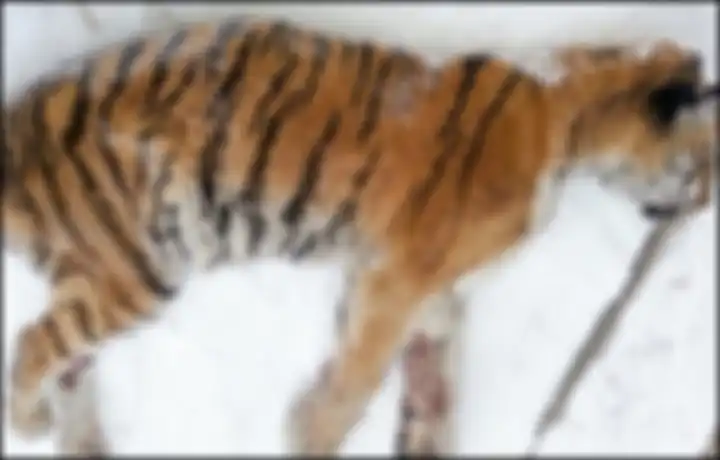 Harimau itu pun akhirnya mati