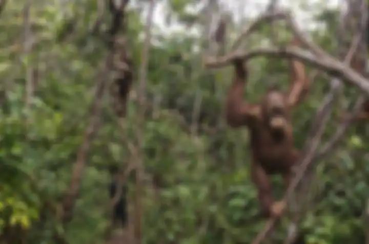 Orangutan yatim piatu yang di fasilitas Borneo Orangutan Survival Foundation. Foto: Mark Leong, Nati