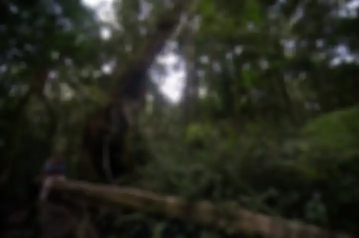 Belantara Kerinci termasuk hutan hujan tropis yang kerap didatangi oleh wisatawan dan peneliti manca