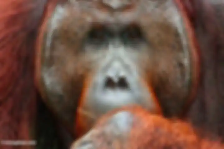 Orangutan kalimantan, populasinya terus terancam dan semakin berkurang.