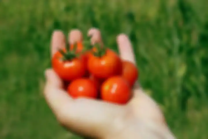 Buah tomat ceri