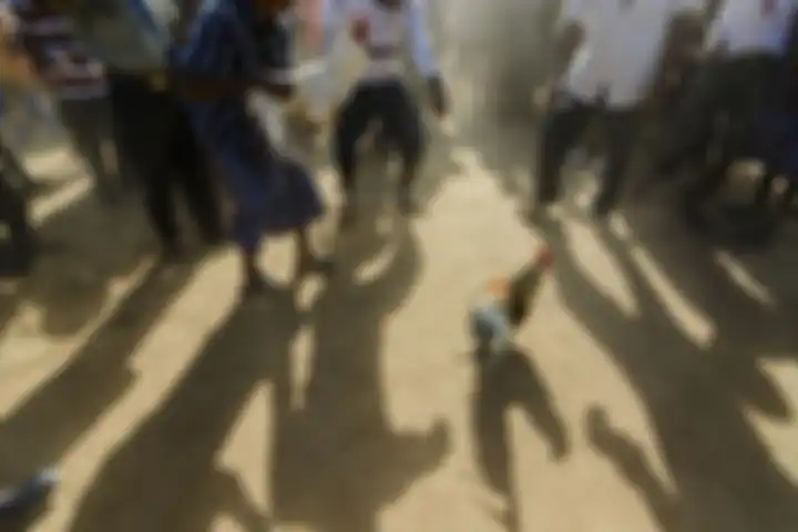 Penduduk desa Maubara Lissa, distrik Liquisa - Timor Leste, menyabung ayam untuk hiburan. Dahulunya 