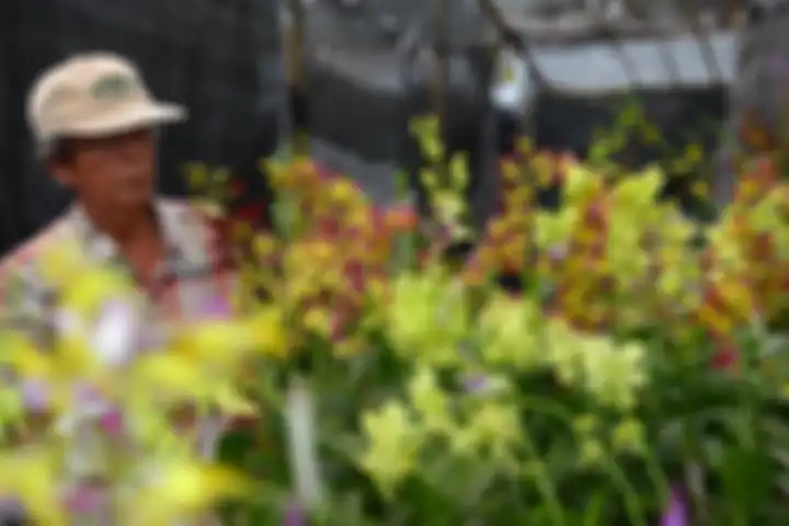 Pengunjung memperhatikan anggrek di Pameran Flora dan Fauna di Lapangan Banteng, Jakarta. Pameran fl