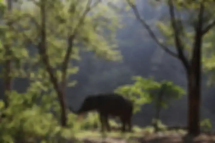 Gajah sumatera yang berada di CRU Sampoiniet, Kabupaten Aceh Jaya.