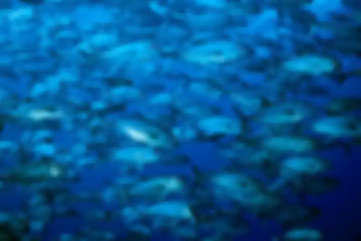 Sekawanan ikan kuwek hitam berenang jelang senja di sekitar Kepulauan Phoenix, bagian dari Kiribati 