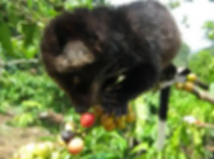 Biji kopi yang disantap musang ini akan menghasilkan kopi luwak yang bernilai tinggi. Harga secangki