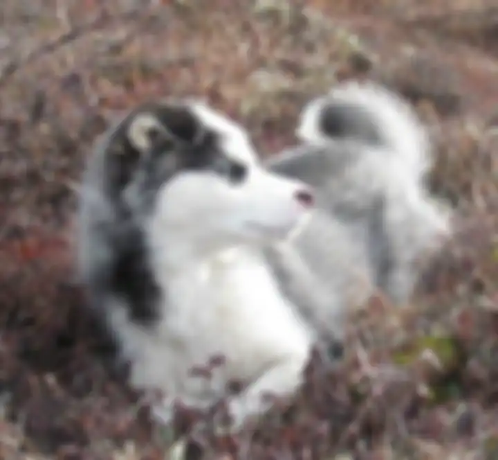 Labrador Husky, ras campuran anjing yang langka dan manis