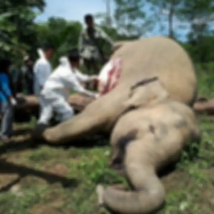 Sepasang gajah sumatra ditemukan mati di Desa Seumanah Jaya, Kecamatan Rantau Peureluak, Kabupaten A