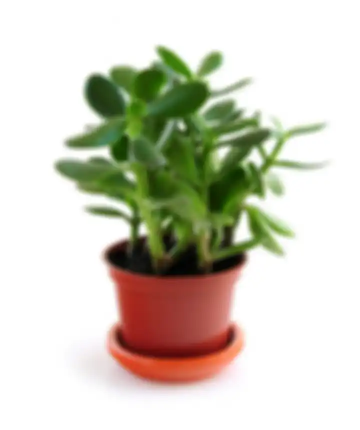 Tanaman Jade (Jade Plant)