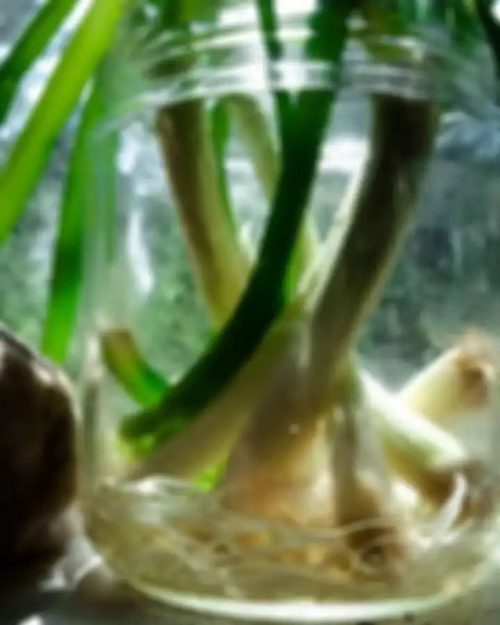 Daun bawang termasuk 7 sayuran yang kerap buru-buru dibuang dari dapur kita ternyata masih bisa tumbuh lagi.