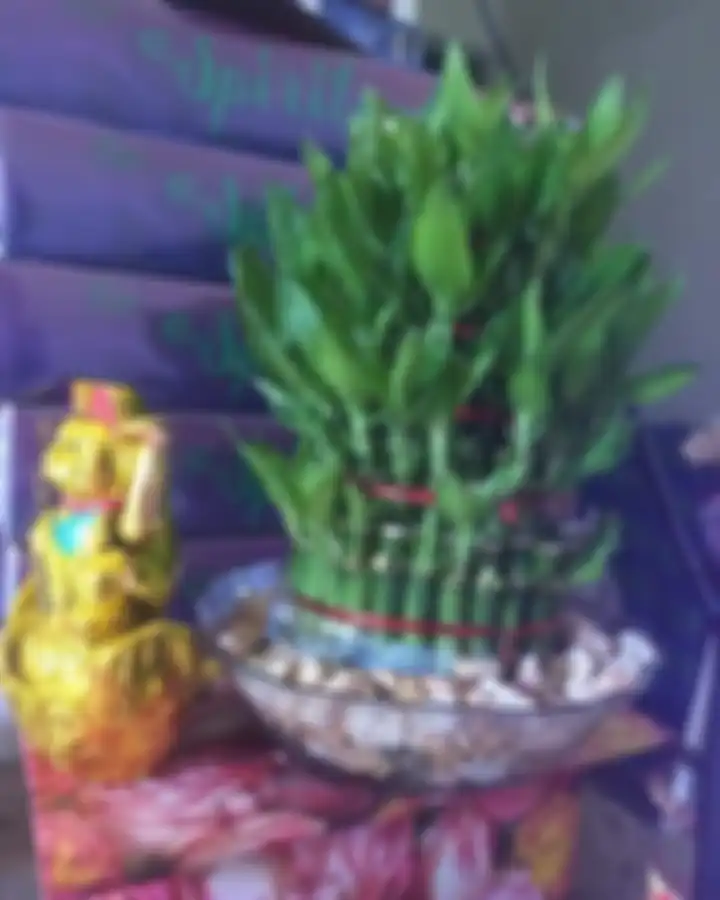 Tak hanya bikin foto interior semakin cantik, tanaman hias ini ternyata bawa hoki. Yuk, kita kenalan dengan bambu hoki.