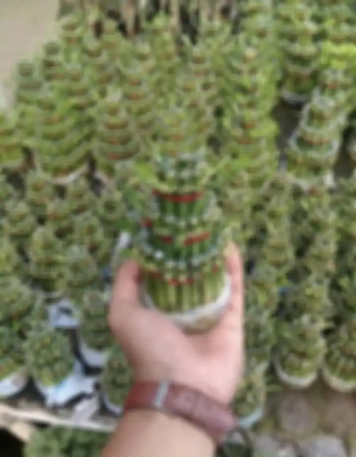 Tak hanya bikin foto interior semakin cantik, tanaman hias ini ternyata bawa hoki. Yuk, kita kenalan dengan bambu hoki.