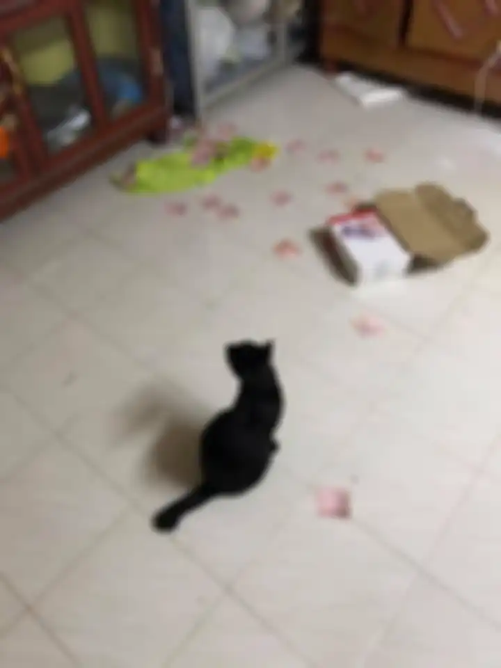 Kucing menjatuhkan kotak yang berisikan sejumlah uang