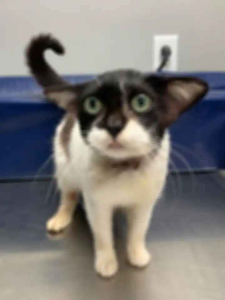 Kucing yang viral karena punya wajah mirip Baby Yoda.