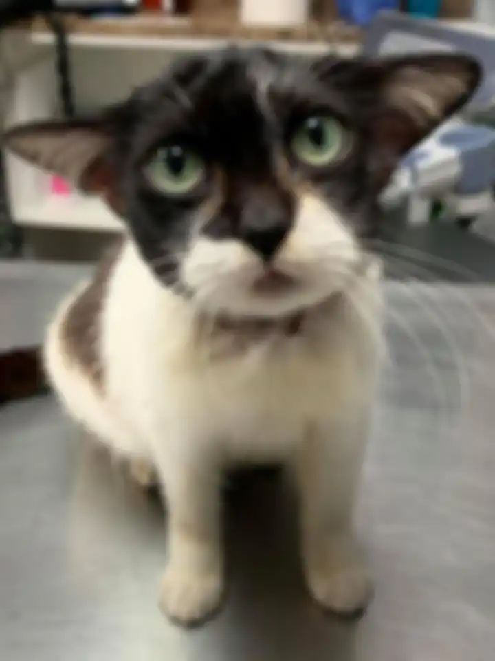 Kucing yang viral karena punya wajah mirip Baby Yoda.