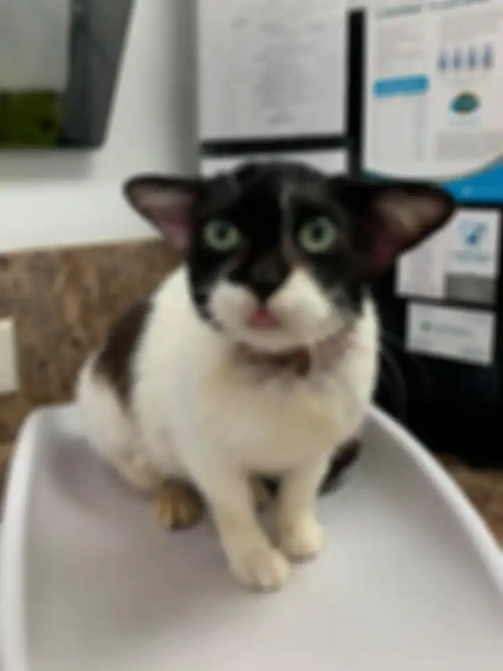 Kucing yang viral karena punya wajah mirip Baby Yoda.