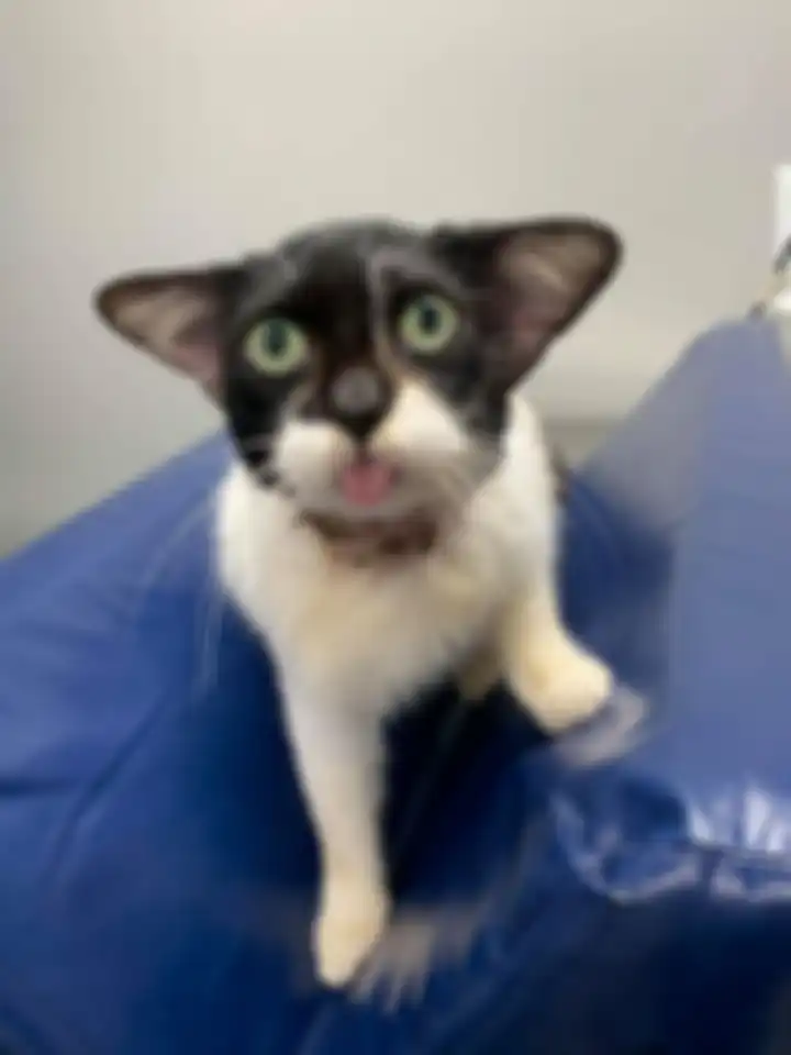 Kucing yang viral karena punya wajah mirip Baby Yoda.
