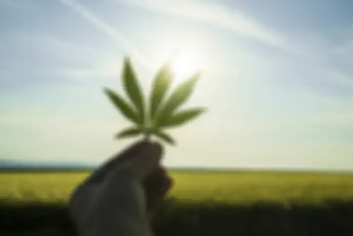 Daun ganja.