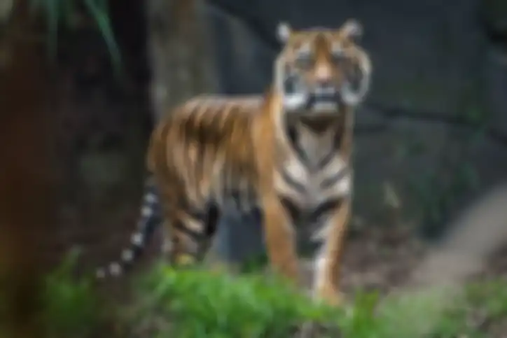 Harimau benggala.