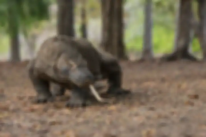 Komodo yang hidup di kawasan Taman Nasional Komodo dan sekitarnya.