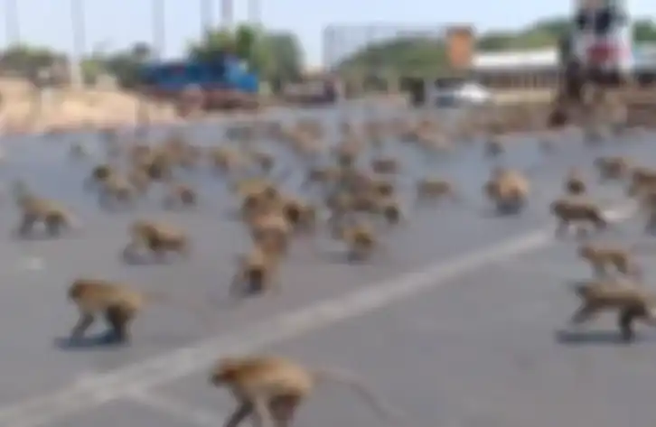 Ratusan monyet menyerbu kota Lopburi di Thailand untuk cari makan