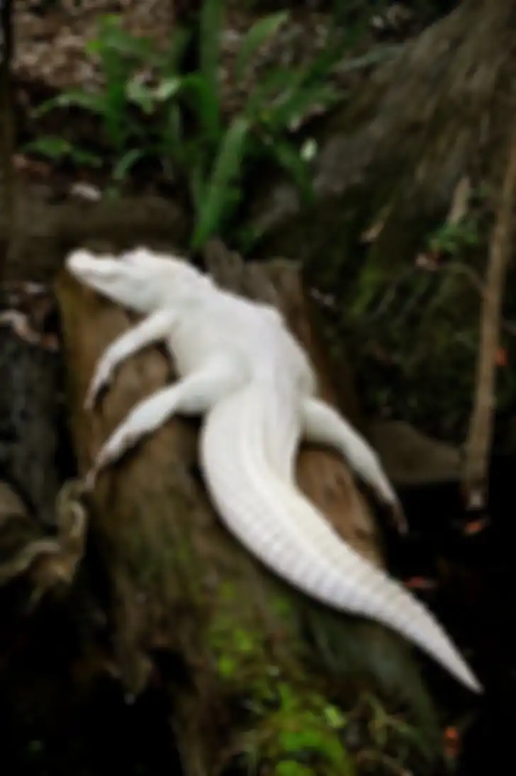 Buaya albino