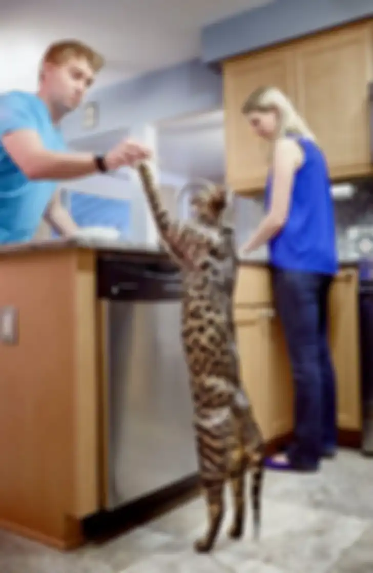 Kucing Savannah