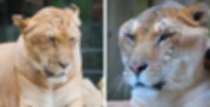 Liger